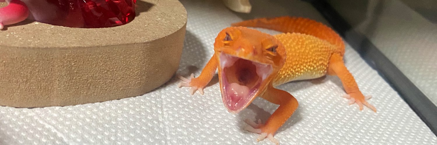 んざわ🦎 banner