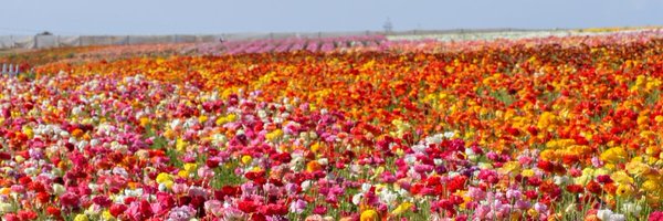 MrsCazel Profile Banner