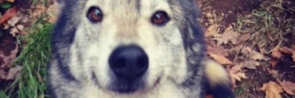 nam banner