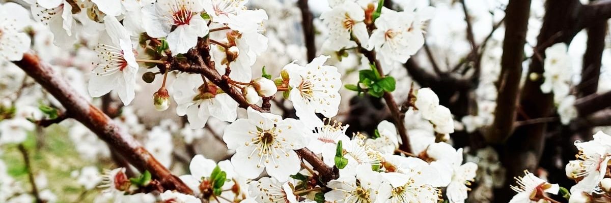 𝓓𝓲𝓵𝓮𝓴 banner
