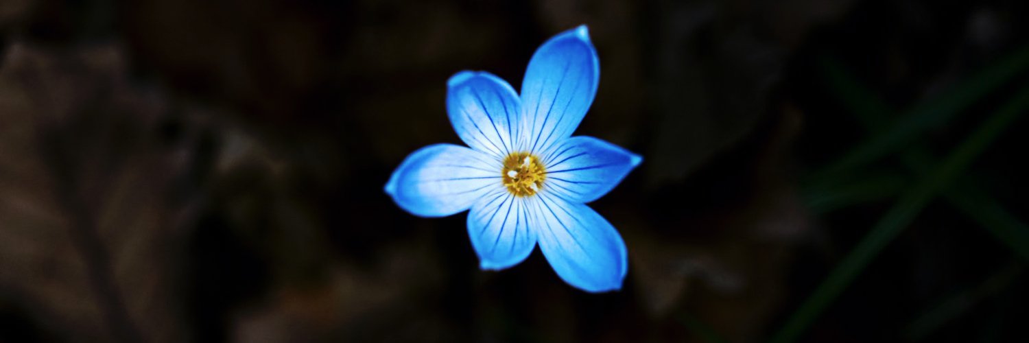 Dilek banner
