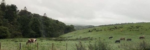 vanillarocksuga Profile Banner