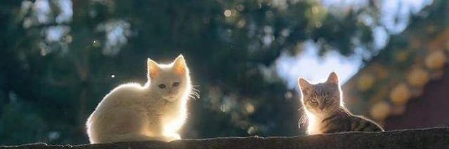 Suki1859982's profile banner image