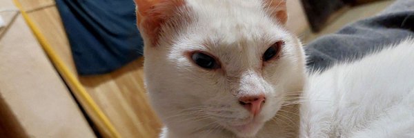 GIL_TIGRE12 Profile Banner