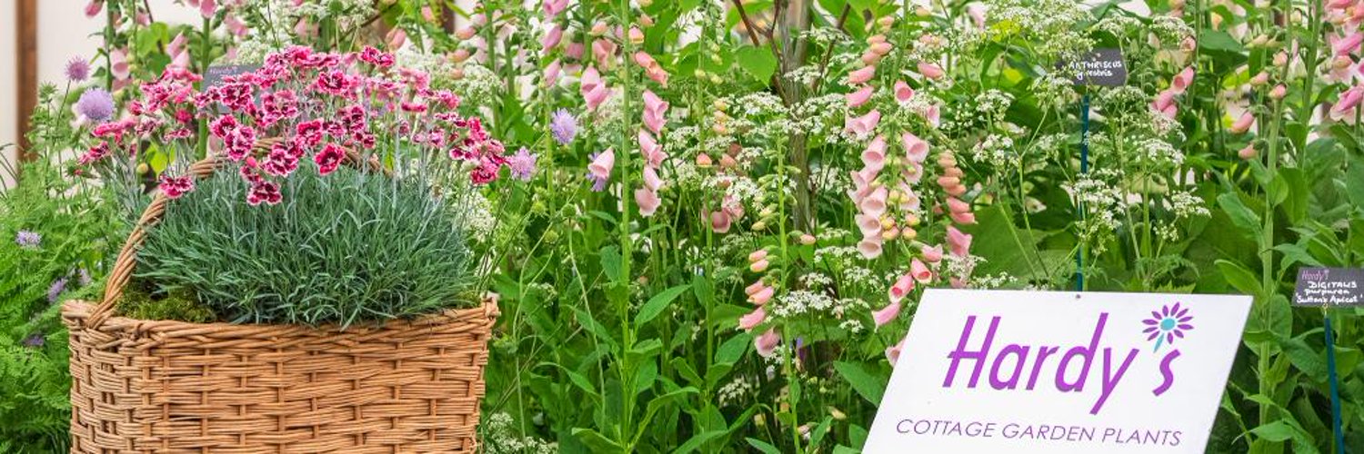 Hardy's Plants (hardyplants) / Twitter