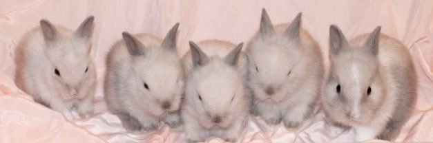 Rara Takes Miles banner