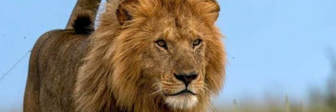 Tulumbu = Tax & Loans banner