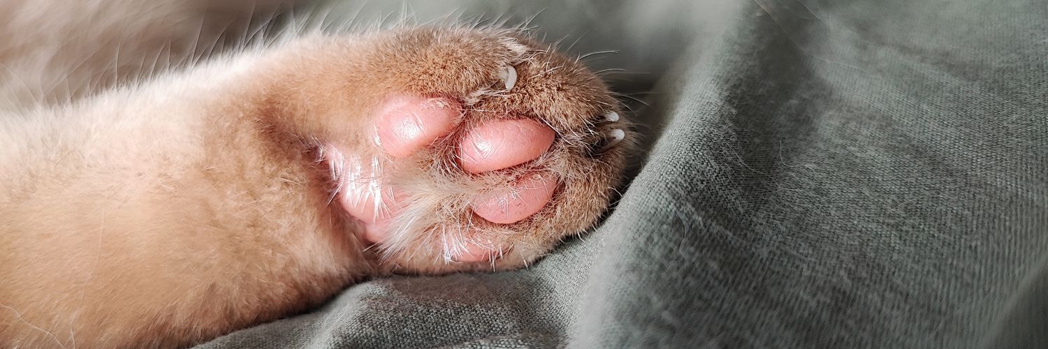 Léon le 🍊 banner