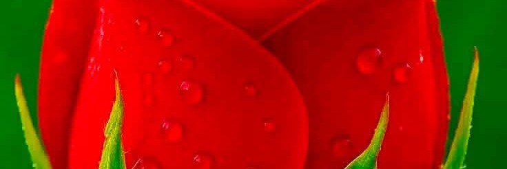 MeteNaci28428's profile banner image