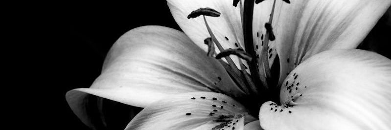 dearonlyrose♡ banner