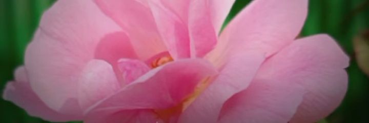 Al_is wel banner