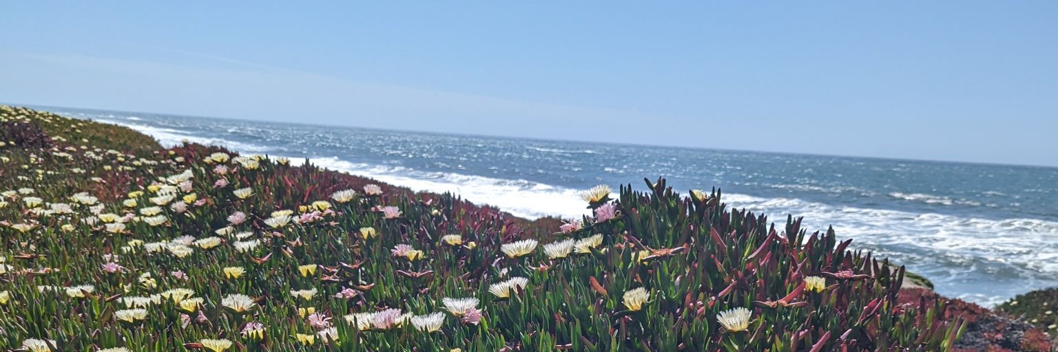 Suze Morrison banner