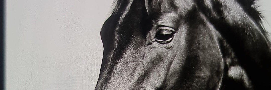 BlackStallionts's profile banner image