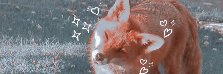 fireflybell_'s profile banner image
