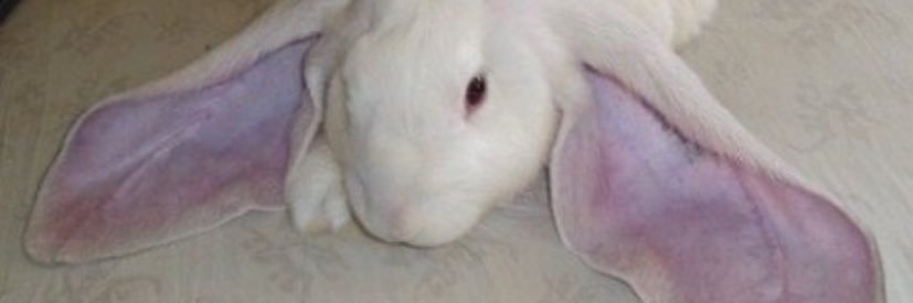 zo | in da PITT banner