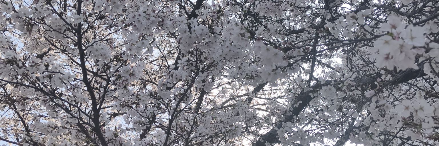 jiao_53's profile banner image