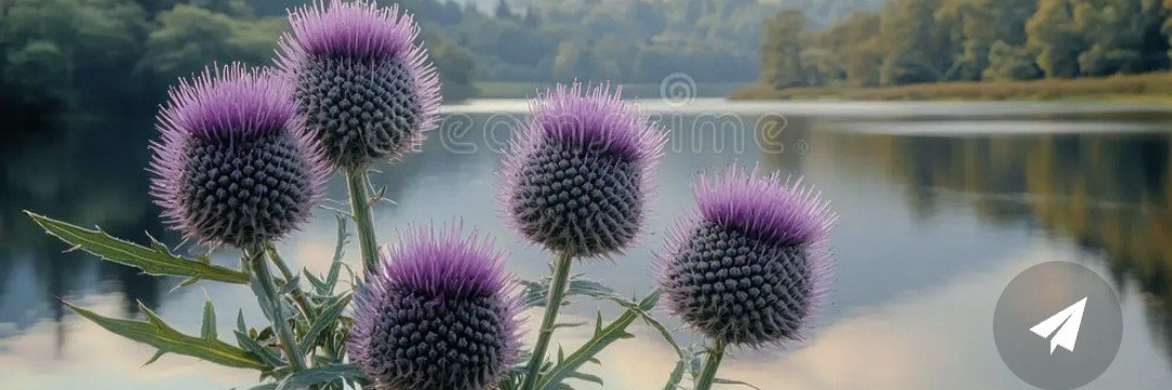 Thistle2Crown's profile banner image