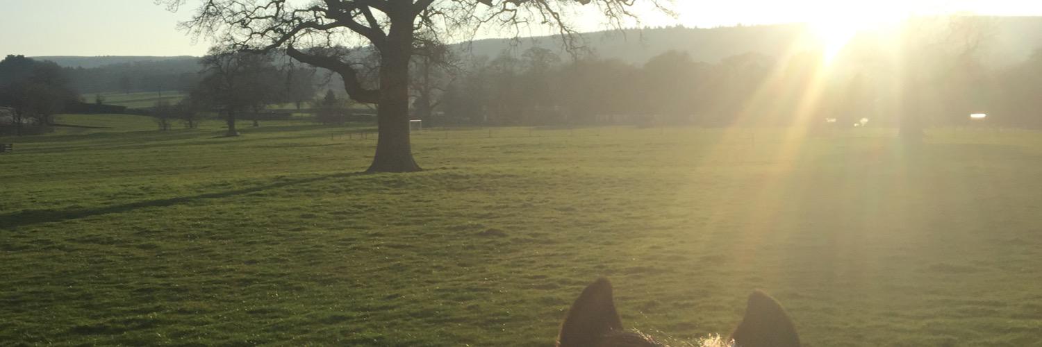 rebeccagreen's profile banner image
