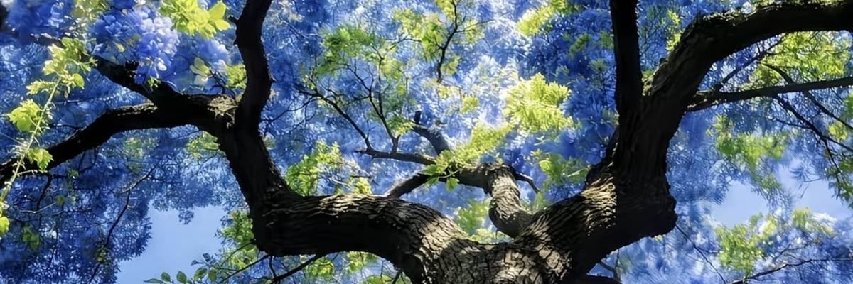 Kingsley Harrison banner