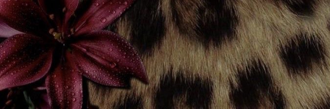 StellaLuvvs's profile banner image