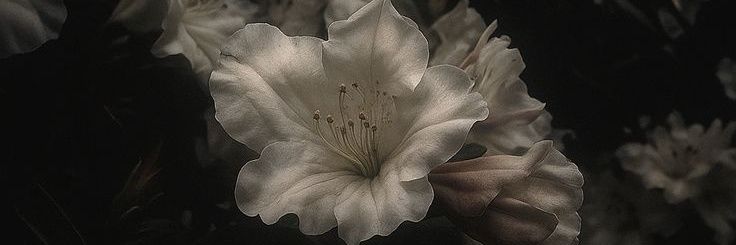 Jill's railgun banner