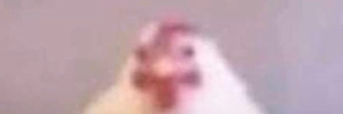 papabastl's profile banner image
