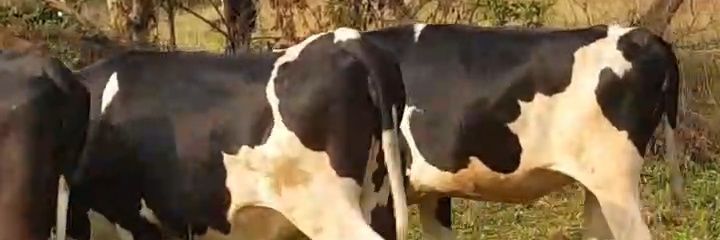 Rushakira Eria banner