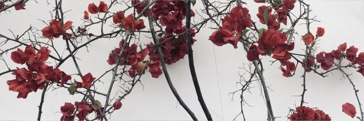 lnwluna2000's profile banner image