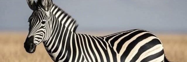 ZEBRA banner
