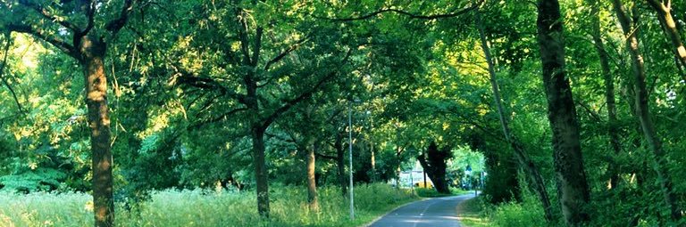 Tane_Bueschchen's profile banner image