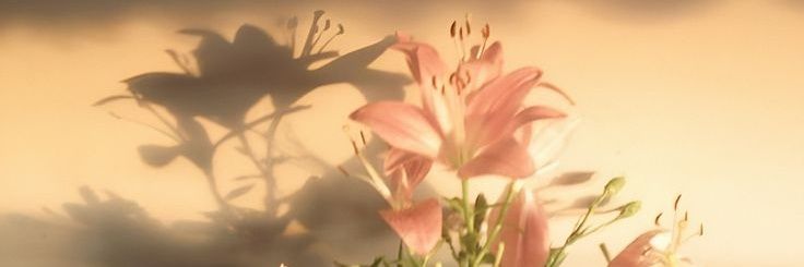 cheisvu's profile banner image