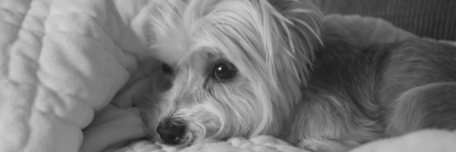 Sydney Stempfley banner