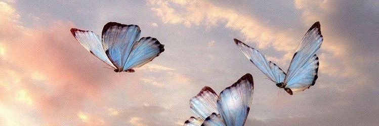 toricoppin's profile banner image