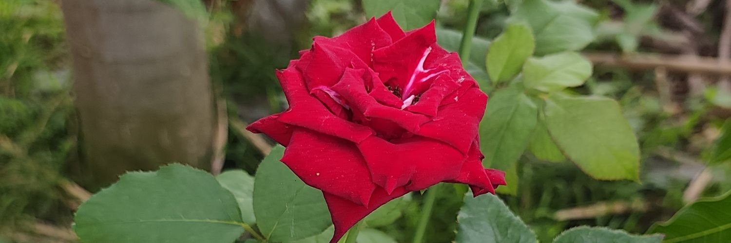 RedMi81721's profile banner image