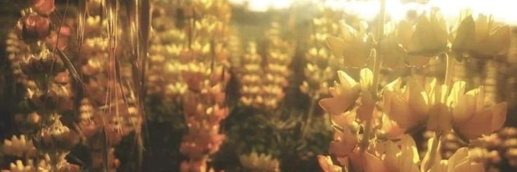 💫ྀིS U N N Y ୨୧ banner