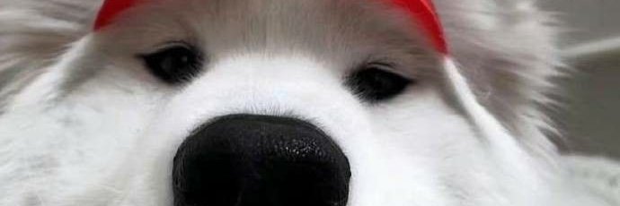 💜 Danomilka 💜 banner