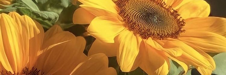 ache banner