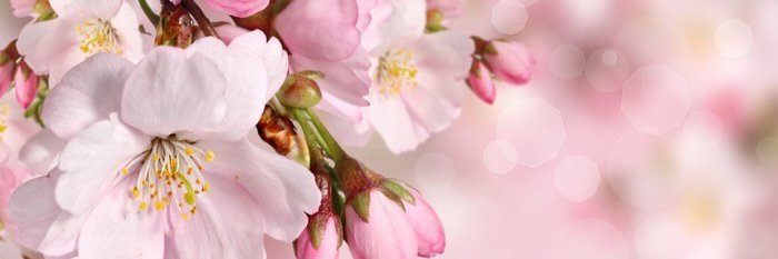 New account - Stephaniemature banner