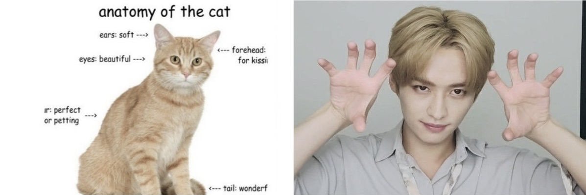 vee .✦ ݁˖ banner