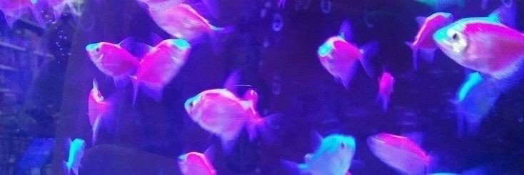 hyno is a star ✮⋆˙ banner