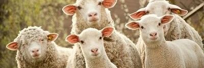 sheep banner