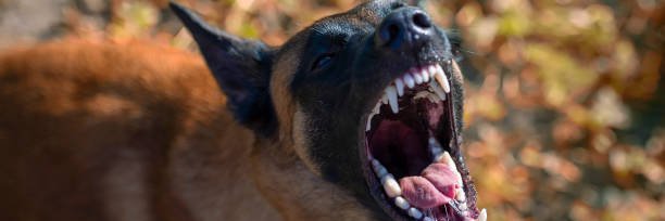 Malligators rule banner