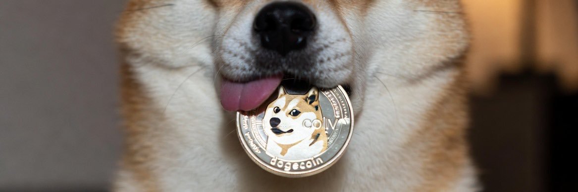 BASED DOGE🐾 banner