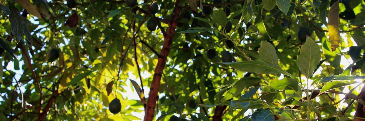 Mimi_Avocado's profile banner image