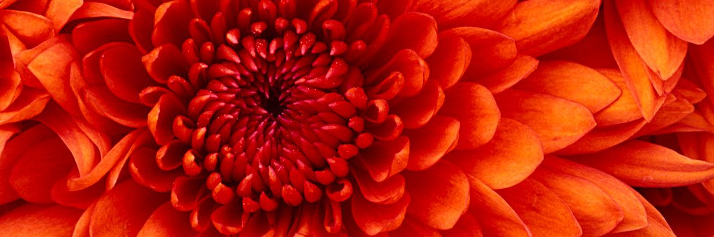 MrsNoNoKnows's profile banner image