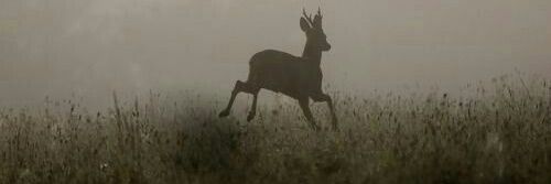 Orion Sallow 🌱 banner