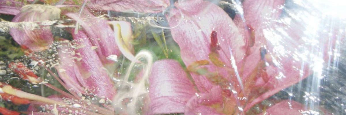 delyn ❀ banner