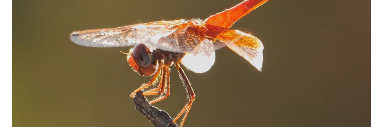 Menemerus Audiovisuales banner