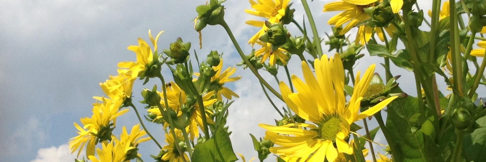 RMS - Hanover, NH banner