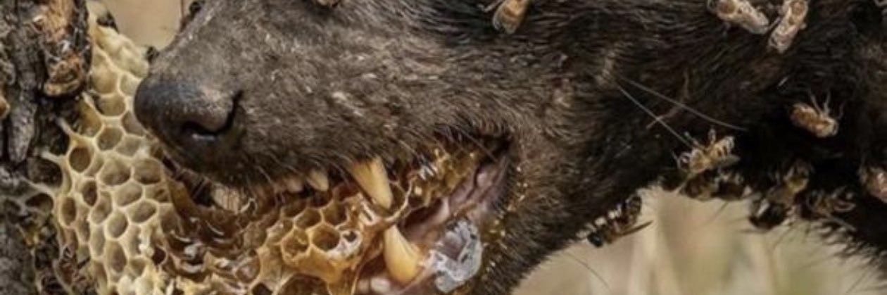 MMhorpy's profile banner image